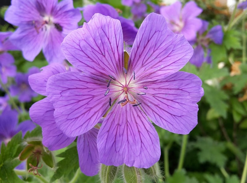 Flowers in a garden