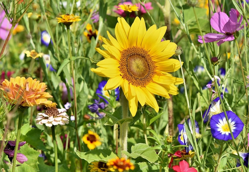 Online Gardening Forum