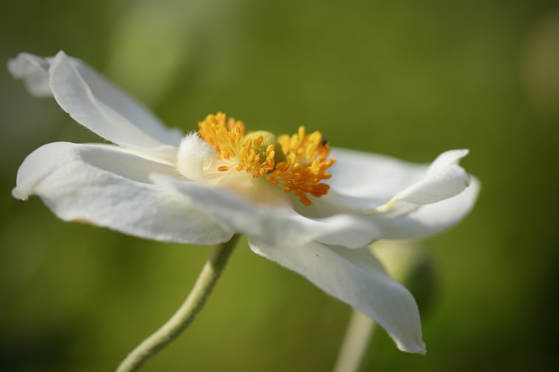 Rejuvenated garden plant