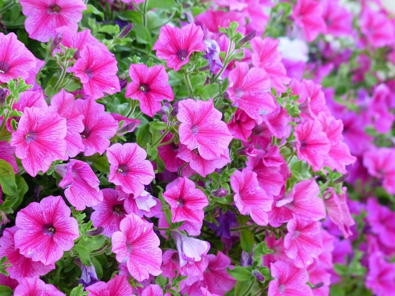 Flower Cascade