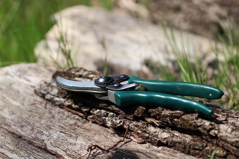 Pruning shears in a garden