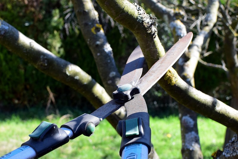 Pruning shears cutting a plant