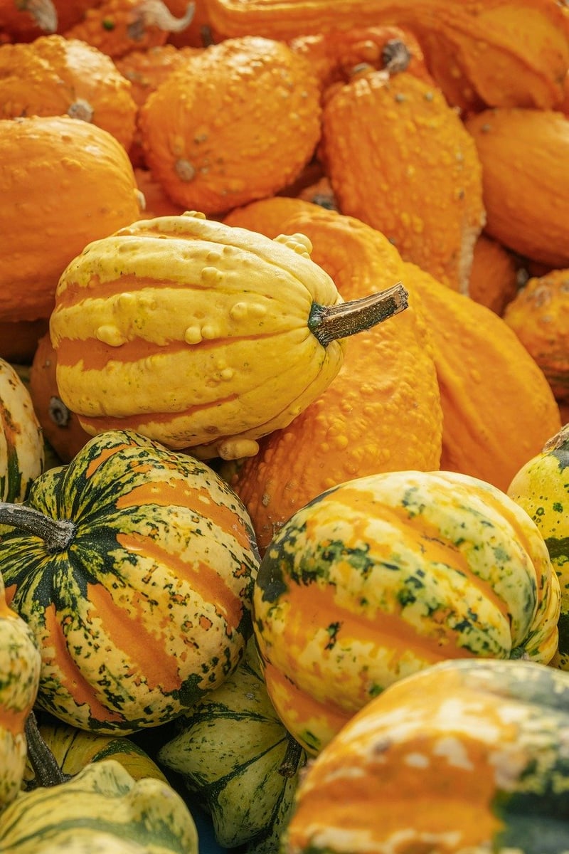 Fall Foliage