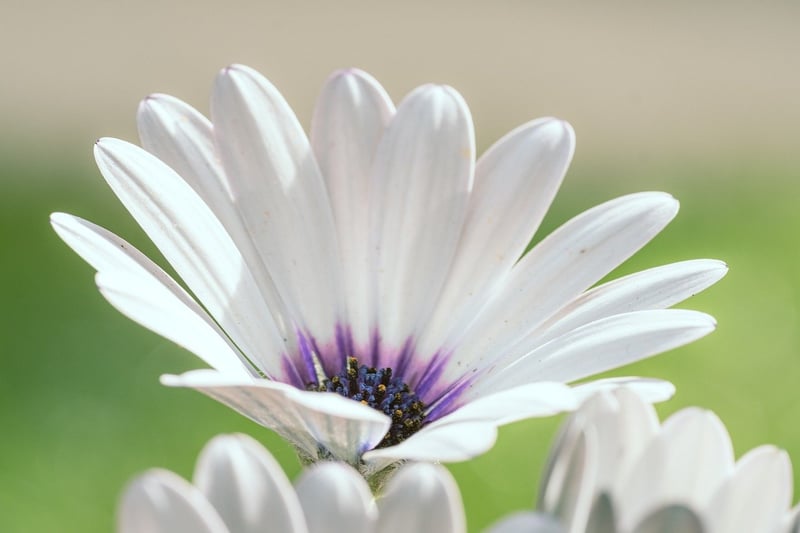 Spring Blooms